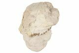Partial, Fossil Oreodont (Merycoidodon) Skull - South Dakota #198225-2